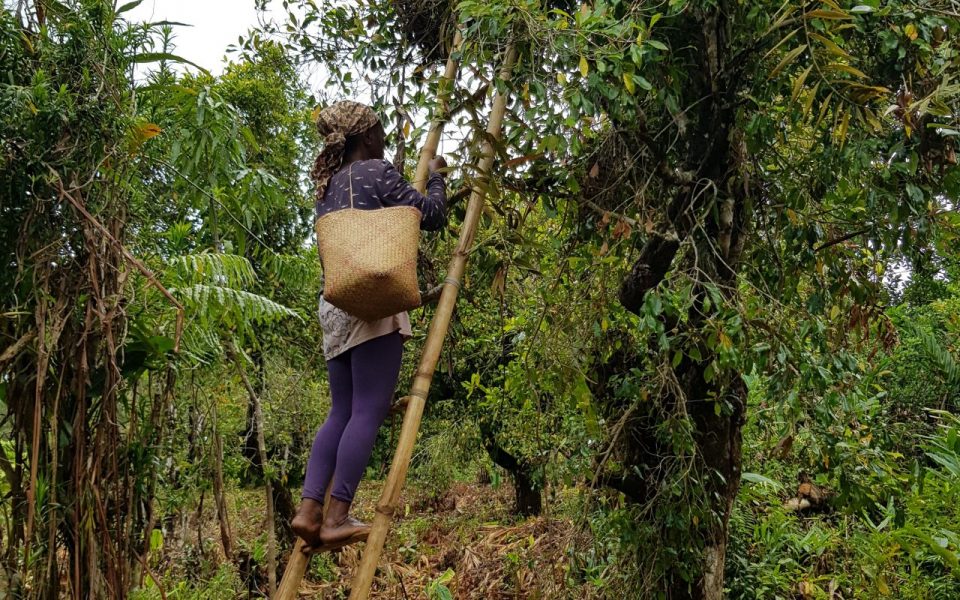 Support for agricultural cash sectors in eastern Madagascar