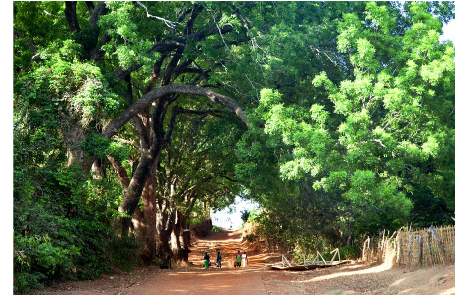 Révision de la Contribution déterminée au niveau national de Guinée-Bissau