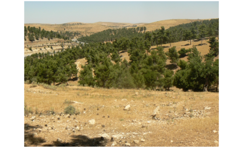 La forêt « de Gaulle », terrain pour la coopération franco-jordanienne sur la gestion des forêts