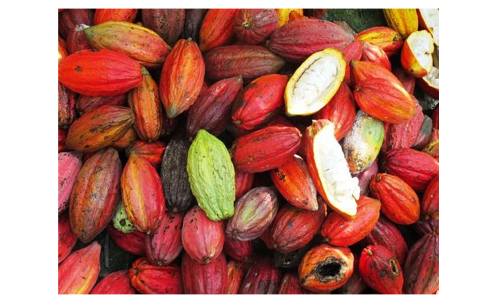 Promouvoir le cacao et l’huile de palme 0 déforestation en Côte d’Ivoire