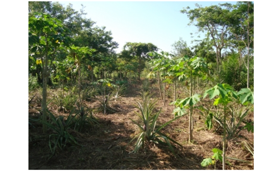 Poursuite du soutien à la mise en place de la coopérative agroforestière “GICET N’sia mala mala” en RD Congo