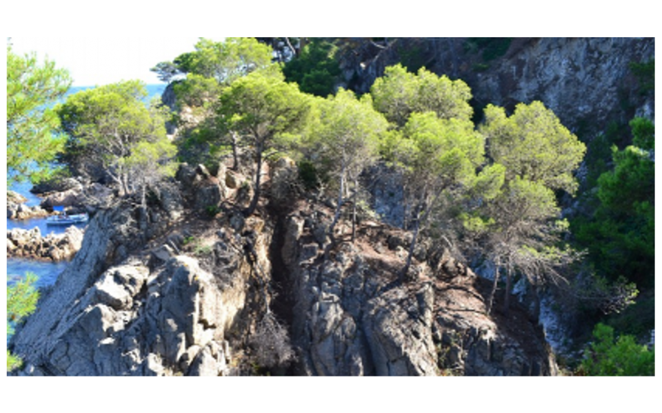 SalvaTerra a contribué au document de la FAO sur le rôle des forêts dans la lutte contre le changement climatique.