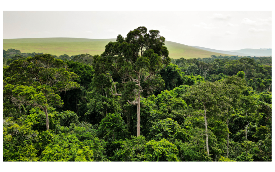 Journée internationale des forêts – 21 Mars
