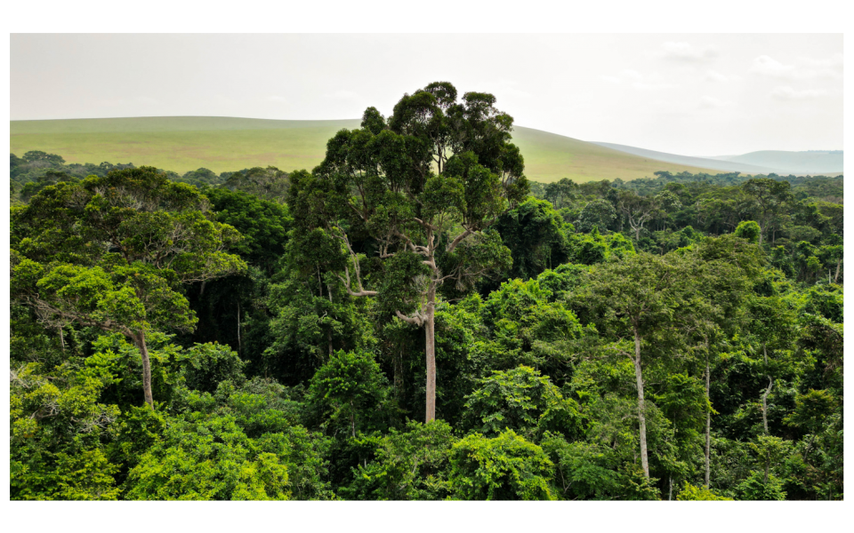 International Day of Forests – 21 March