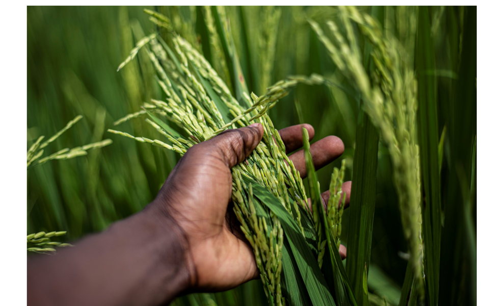 URGENT – agro-economist research for technical assistance on the agricultural development project of the groundnut basin of Dabola – Guinea Conakry!