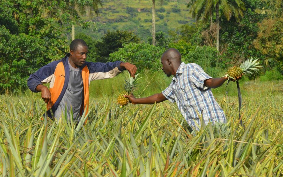 Nos actions sur la thématique « Filières Agricoles et PFNL »