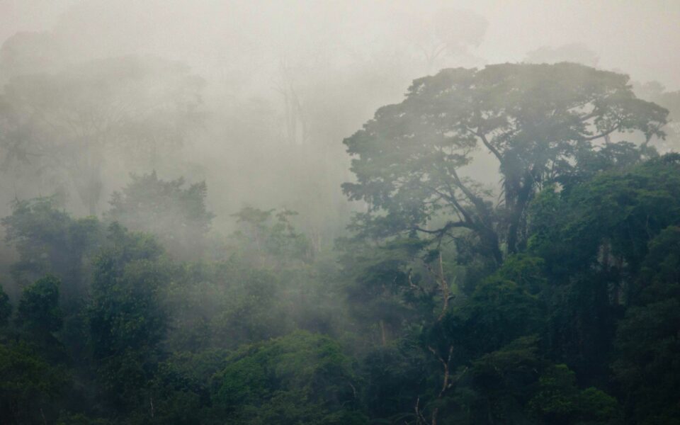 Nos actions sur la thématique « Gestion Durable des Forêts »