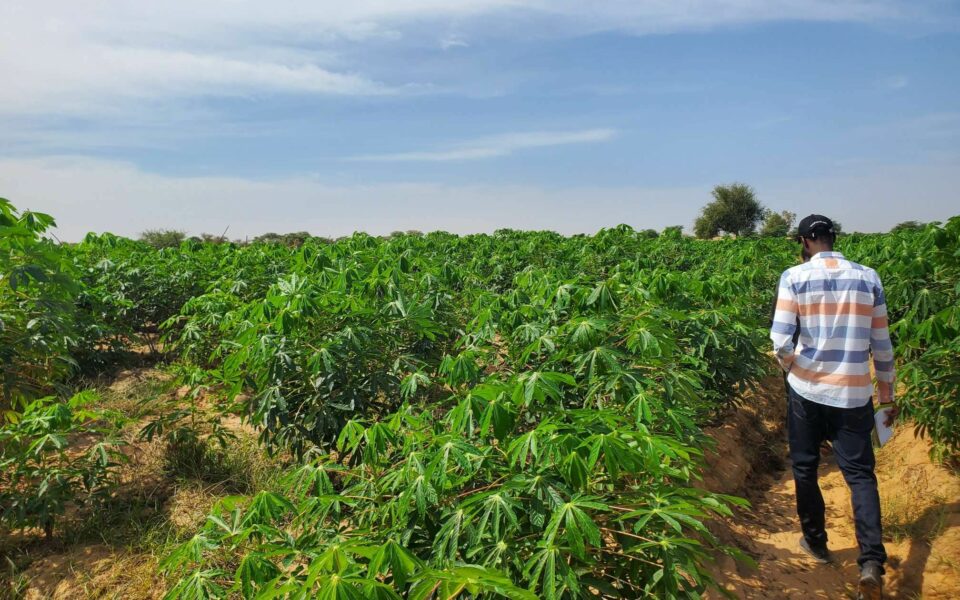 Bonnes Pratiques Agricoles dans la Vallée du fleuve Sénégal et la bande des Niayes (Sénégal)