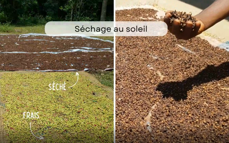 Retour de mission en vidéo : diagnostic des filières agricoles de rente sur la côte Est de Madagascar