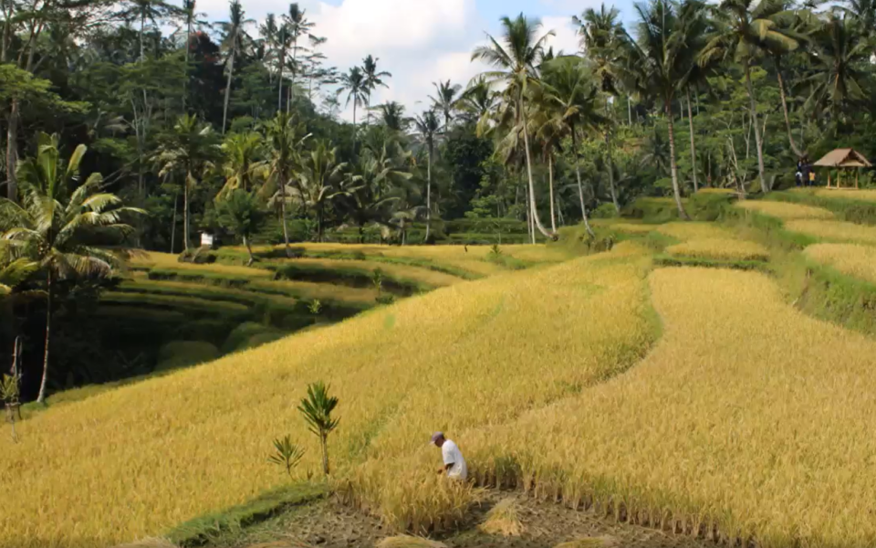 Impacts de la riziculture irriguée sur le changement climatique