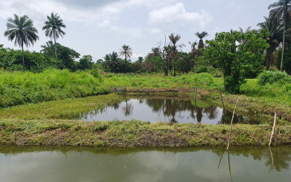 Retour du terrain : pisciculture familiale en Basse Guinée