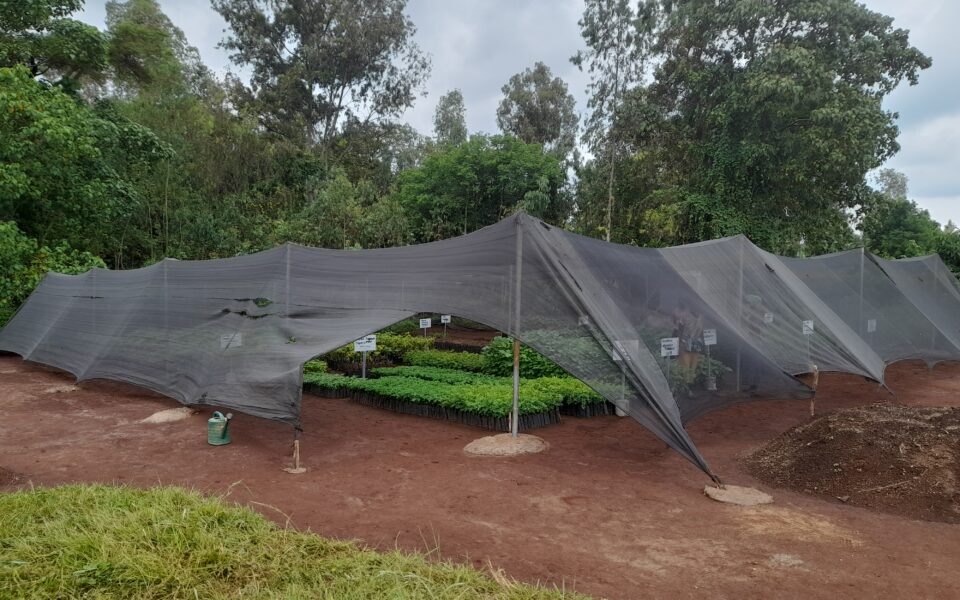 Évaluation du projet « Résilience des petits producteurs de café en Éthiopie via l’agroforesterie »