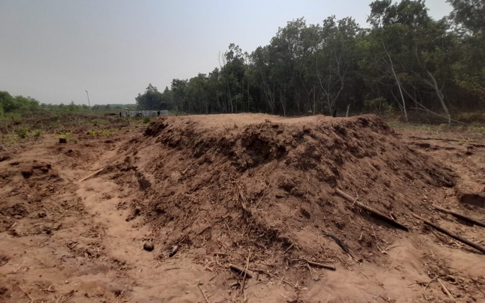 Développer des filières agroforestières en bois d’œuvre, charbon et manioc en République Démocratique du Congo