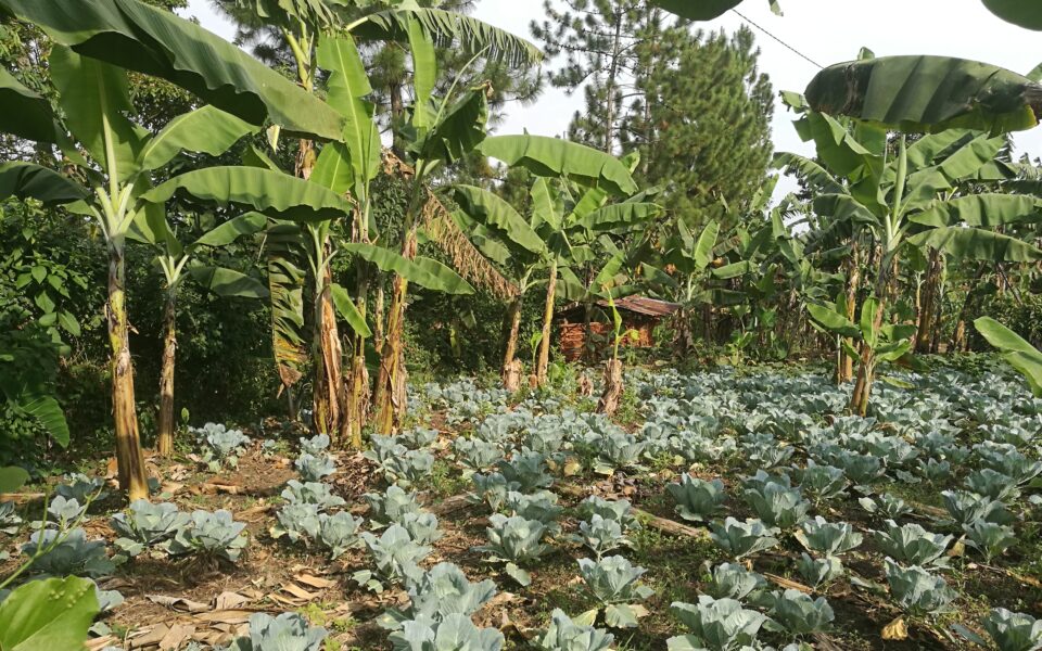 🌱 Promouvoir les systèmes alimentaires durables et la transition agroécologique en Ouganda 🌍