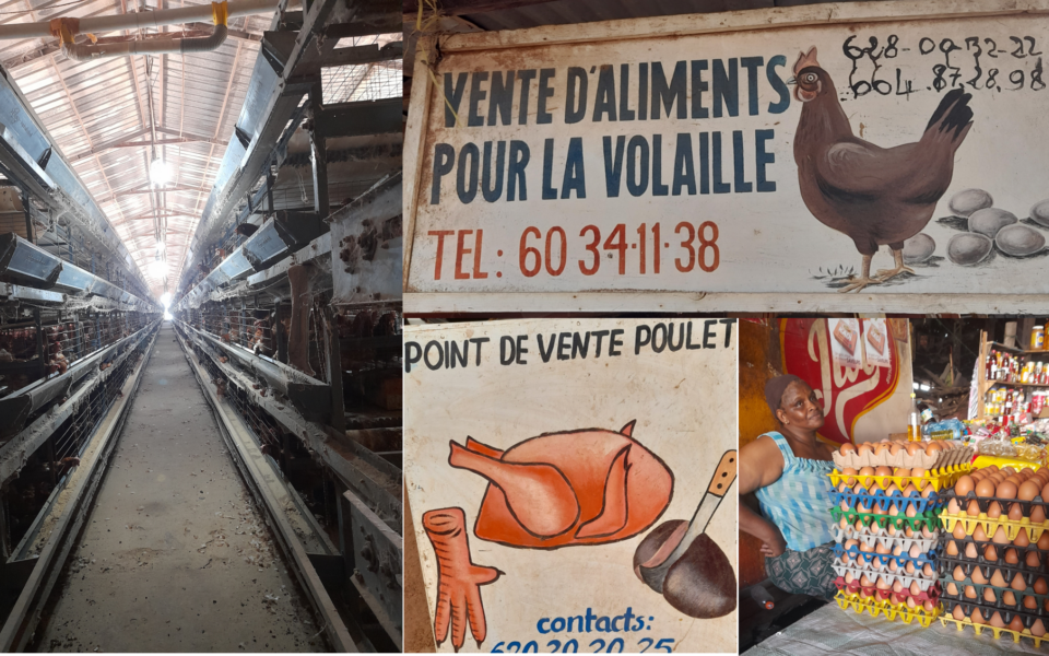 🔍 Quelle trajectoire pour l’aviculture intensive en Guinée ?
