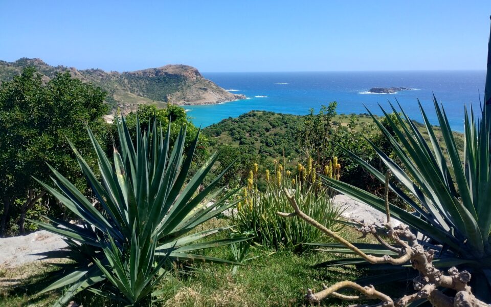 SalvaTerra finalise son accompagnement sur les politiques publiques agricoles de Saint-Barthélemy