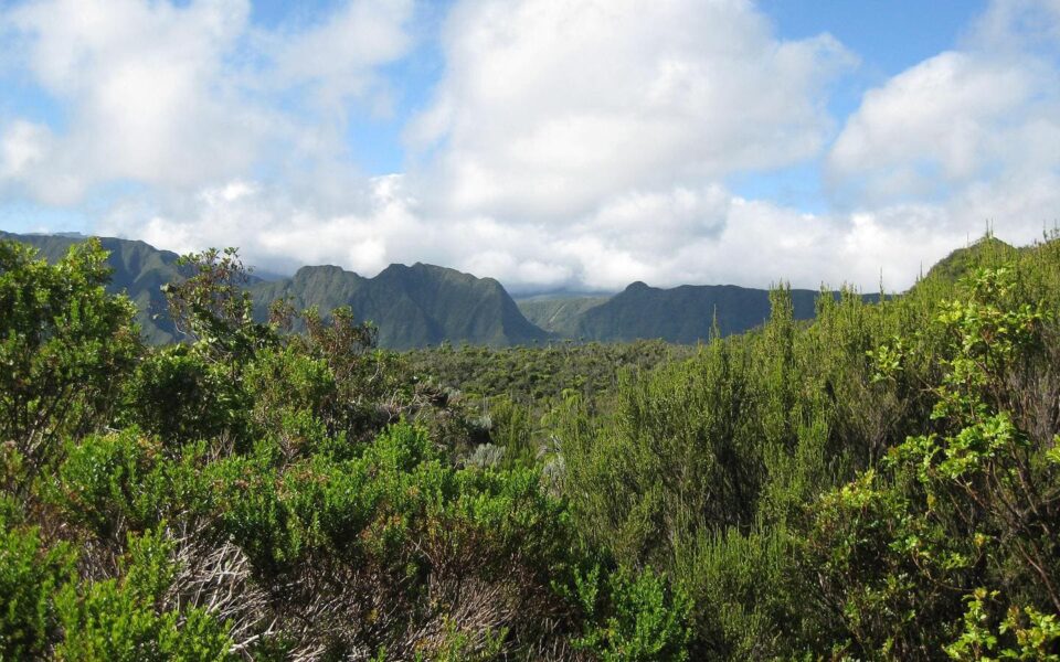 🌳 Outiller une filière forêt-bois locale résiliente à La Réunion : Lancement de l’Étude Stratégique des Acteurs et Flux de la Filière Forêt-Bois Réunionnaise