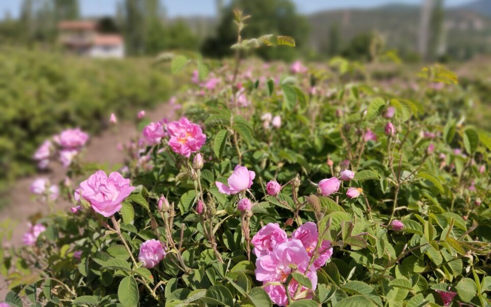 Evaluation de conformité sociale et environnementale de la filière rose pour un sourcing durable en Turquie