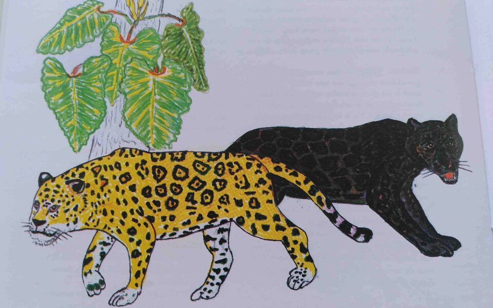 Etude de faisabilité du projet « Forêts, Jaguars et peuples du plateau des Guyanes »